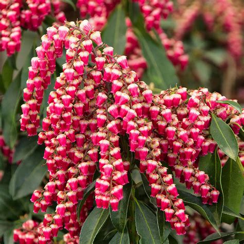 gay goblin|Gay Goblin Japanese Pieris (Pieris japonica Cabernet) in。